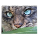 Recherche de minou velu Félin