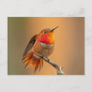 Recherche de rousse cartes postales Oiseau