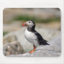 Recherche de atlantique tapis souris Animal