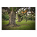 Recherche de chêne vivant posters Arbre