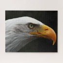 Recherche de aigle noir puzzles Sauvage