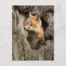 Recherche de petit renard cartes postales Faune