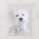 Recherche de chien westie cartes postales Dog