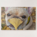 Recherche de french bulldog puzzles Canine