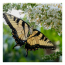 Recherche de papillons posters Nature