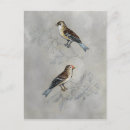Recherche de deux oiseaux posters Gris
