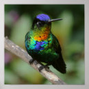 Recherche de throated Colibri
