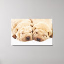 Recherche de shar pei art Animal