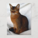 Recherche de abyssinien posters Chatons abyssiniens