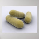 Zoek naar bacteriën posters Biologie