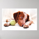 Recherche de épagneul bretagne posters Chien