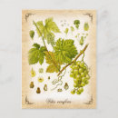 Recherche de vin vintage cartes postales Fruits