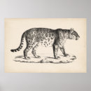 Recherche de léopards posters Animaux sauvages