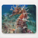 Recherche de hippocampes tapis souris Océan