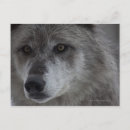 Recherche de tête de loup cartes postales Faune