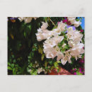 Recherche de fleurs des caraïbes cartes postales Tropical