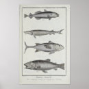 Zoek naar tonijn kunst Zalm
