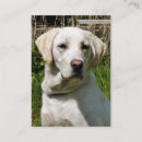 Recherche de labrador cartes visite Animal
