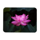 Recherche de fleur lotus magnets Floral