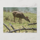 Recherche de fleur romantique cartes postales Beau