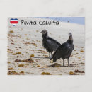 Recherche de vautour cartes postales Nature