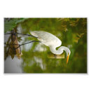 Recherche de grand héron blanc posters Nature