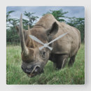 Recherche de rhinocéros horloges Faune