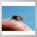 Zoek naar grappige insecten posters Raar