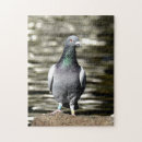 Zoek naar duif puzzels Dieren