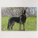 Recherche de chien de berger allemand puzzles Gsd