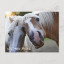Recherche de visage de cheval cartes postales Humour