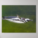 Recherche de pingouin posters Animal