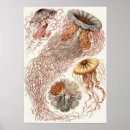 Recherche de haeckel posters Kunstformen der natur