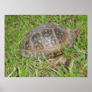 Recherche de terrapene Animaux
