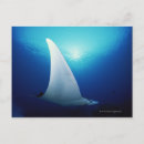 Recherche de manta posters Vie marine