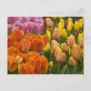 Zoek naar keukenhof briefkaarten Reizen