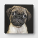 Recherche de carlin plaques Chiot