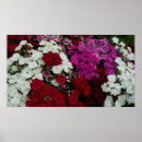 Zoek naar dianthus posters Bloem