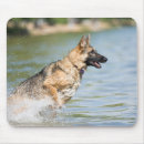 Recherche de allemand tapis souris Chiot