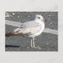 Zoek naar zeemeeuwen briefkaarten Vogel