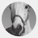 Recherche de chevaux blancs autocollants Animal