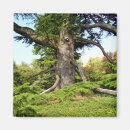 Recherche de liban magnets Arbre