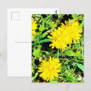 Recherche de fleur de pissenlit cartes postales Photographie