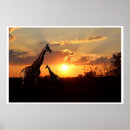 Zoek naar afrikaanse zonsondergang posters Giraffes