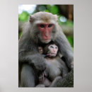 Recherche de singe bébé posters Jeune animal