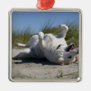 Recherche de labrador retriever ornements Chien