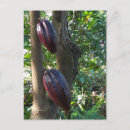 Recherche de cacao cartes postales Haricot