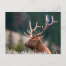 Recherche de wapiti cartes postales Sauvage