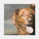 Recherche de arrêt magnets Brun