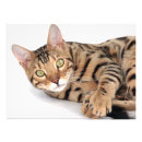 Recherche de race de chat posters Chaton